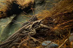 Ein fesselnder Blick auf Bufo bufo.