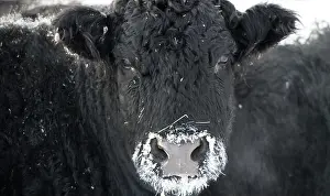 Gerahmter Druck : Rinder im Winter Gerahmter Druck : Rinder im Winter