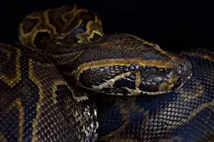 Zentralafrikanischer Riesenpython (Python sebae)