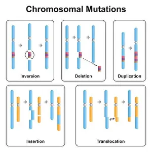 Zellmutationstypen im Chromosom