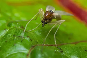 Nahaufnahme Makro von kleiner Sandfliegenmücke auf grünem Blatt.