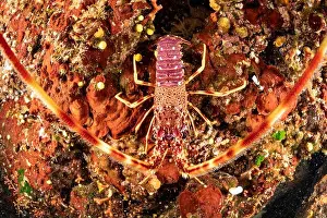 Nahaufnahme eines Spiny Lobsters, (Palinurus elephas), Vis Insel, Kroatien, Adriatisches Meer, Mittelmeer.