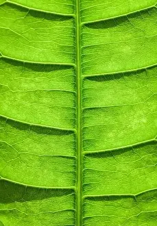 Nahe Aufnahme der Venen und Mustern an einem hellgrünen Blatt