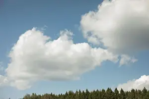 Wolken fliegen über den Wald und der Fichtenwald schaut zum Himmel, Naturlandschaft, Sommerwetter