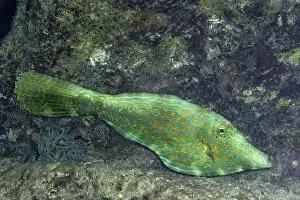 Ein farbenfroher Aluterus scriptus, bekannt als Scribbled Filefish, taucht sich in der Korallenriff- Umgebung vor der Küste von Bonaire ein.