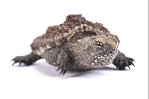 Gewöhnlicher Schildkrötenschwanz (Chelydra serpentina)