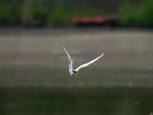 Common-Tern in Flug gegen einen Hintergrund von Wasser.