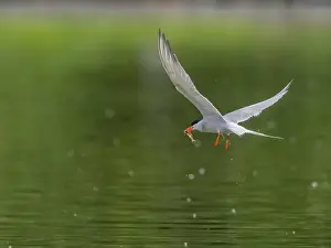 Common-Tern in Flug, ein Fisch fängt sie mit ihrem Schnabel.