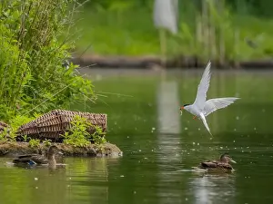 Common-Tern in Flug, ein Fisch fängt sie mit ihrem Schnabel.