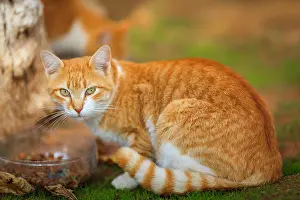 Interessiertes orangefarbenes Katzenauge sieht die Kamera an.
