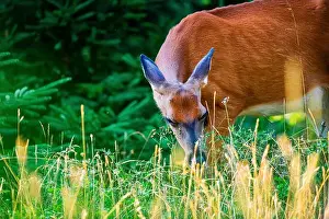 Hirsch, Wald, Chevreuil, Québec, Kanada, Parc du bic, Jägerschaft , Jagd