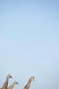 Ein Giraffenturm in Namibien