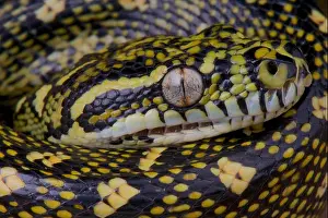 Diamantenschlangen / Morelia spilota spilota