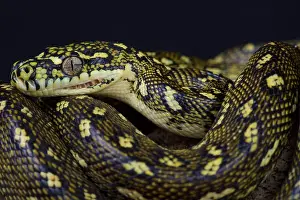 Diamantenschlangen / Morelia spilogena