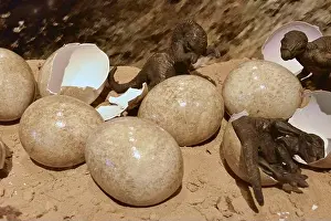 Dinosaurier Eier