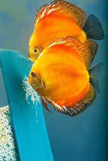 Gerahmter Druck : Discusfisch