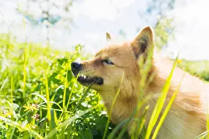 Hund auf Wiese