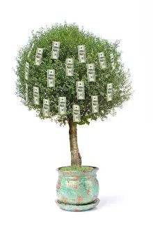 Ein 100-Dollar-Pottbaum vor weißem Hintergrund.