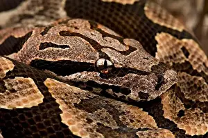 Gerahmter Druck : Dumers Boa (Acrantophis dumerili) Gerahmter Druck : Dumers Boa (Acrantophis dumerili)