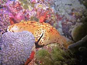 Echinodermen, Tiefsee-Expedition 2025.