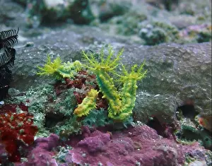 Echinodermen, Tiefsee-Expedition 2025