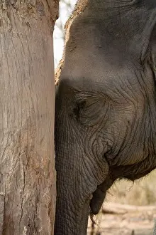 Der Elefant lehnt sich gegen den Baum