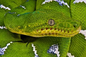 Grüner Baobenpython