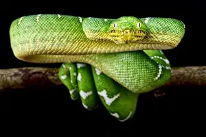 Grüner Baumschlangenboar (Corallus caninus)