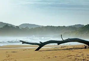 Fällt ein Zweig eines Baumes auf die Küste; toter Baum am Meer