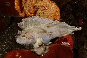 Ein Fisch mit Flügel wie Strukturen.