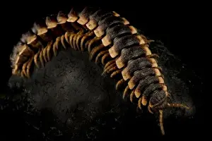 Plattebeiniger Heuschreckenwurm (Polydesmidengattung)