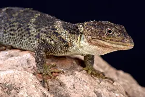 Plattschädelknopf-Schildkrötenlizard (Xenosaurus platycephalus)