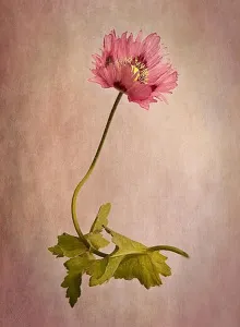 Poppieschleier