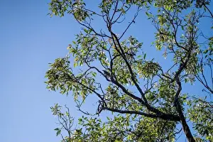 Wäldchen im Australien, natürlich im Busch, Frühjahr