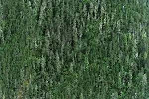 Der Wald auf dem Berg von weitem gesehen wird nicht