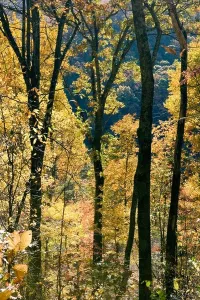 Wald Drucke: Fälle Baummusternmuster - Blauer Weg des Parkeys in der Nähe von Asheville