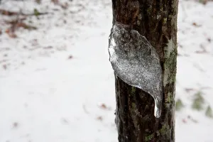 Frosterne Blattformige Eiswand - Brevard, Nordkarolina USA