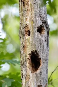 Angstvolles Gesicht im Stamm eines Baumes - Brevard, Nordkarolina, Vereinigte Staaten