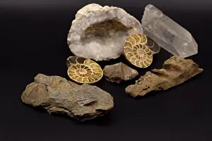 Fossilien und Edelsteine einschließlich einer Geode, Brachiopoden und Crinoiden angeordnet auf einem rissfreien schwarzen Hintergrund.