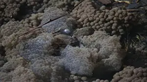 Frösche brüten und laichen in einem Teich.