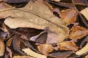 Gebirgsnatter / Bitis gabonica