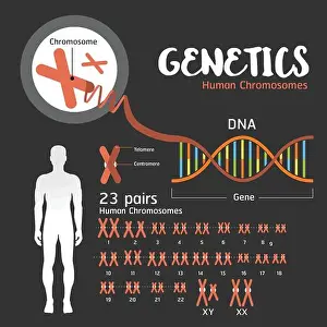 Genetikische DNA-Struktur und Chromosomen.