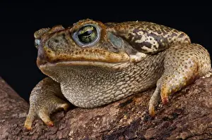 Riesenfrosch, Bufo marinus