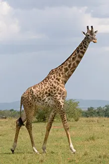 giraffe