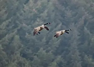 Gänse Canada (Branta canadensis), landet auf einem gepflügten Feld, Dumfries, SW Schottland.