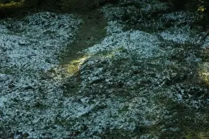 Gras mit Schnee im Wald bei Sonnenschein