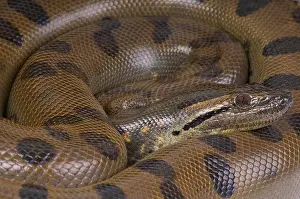 Grüne Anaconda / Eunectes murinus