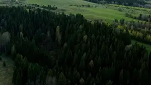 Grüne Felder mit Sommerbäumen