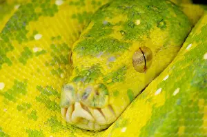 Gerahmter Druck : Grüner Baumschlangenpython  /  Morelia viridis