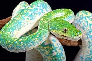 Grüner Baumpython (Morelia viridis)